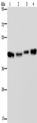 HSP40-4 Polyclonal Antibody – Figure 1 of 4