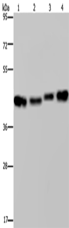 HSP40-4 Polyclonal Antibody – Figure 1 of 4
