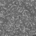 KYSE-30 cell