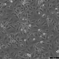 KYSE520 cell