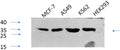 Phospho-CREB1 (Ser133) Polyclonal Antibody – Figure 1 of 4