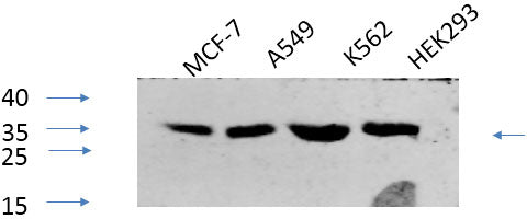 Phospho-CREB1 (Ser133) Polyclonal Antibody – Figure 1 of 4