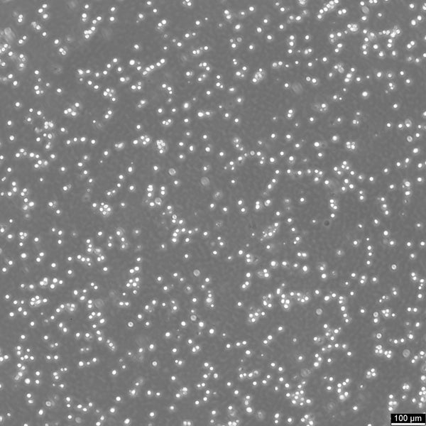 Kasumi-1 cell