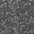 Kelly cell