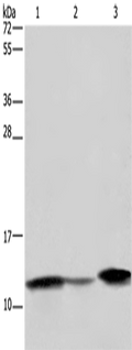 FABP2 Polyclonal Antibody – Figure 1 of 4