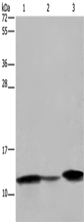 FABP2 Polyclonal Antibody – Figure 1 of 4