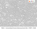 Immortalized Human Adrenocortical Cells - hTERT + SV40 | Applied Biological Materials (abm)