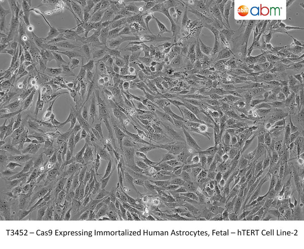 Cas9 Expressing Immortalized Human Astrocytes, Fetal – hTERT Cell Line | Applied Biological Materials (abm)