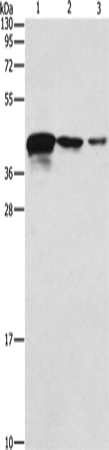 TWF2 Polyclonal Antibody – Figure 1 of 3