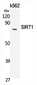 SIRT1 Polyclonal Antibody – Figure 1 of 5
