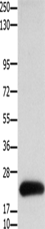 Claudin 4 Polyclonal Antibody – Figure 1 of 3