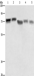 RDX Polyclonal Antibody – Figure 1 of 4