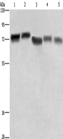 RDX Polyclonal Antibody – Figure 1 of 4