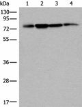PHF21A Polyclonal Antibody – Figure 1 of 4