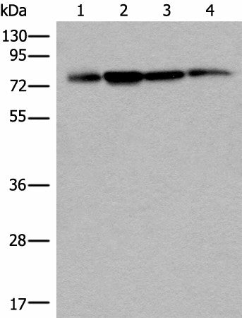 PHF21A Polyclonal Antibody – Figure 1 of 4