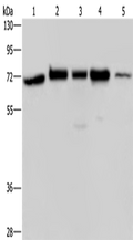 AGFG1 Polyclonal Antibody – Figure 1 of 3