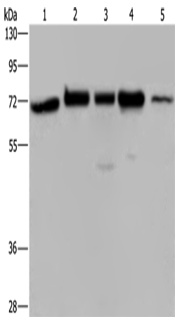 AGFG1 Polyclonal Antibody – Figure 1 of 3