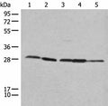 RPL14 Polyclonal Antibody – Figure 1 of 2