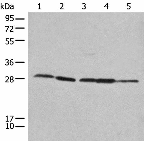 RPL14 Polyclonal Antibody – Figure 1 of 2