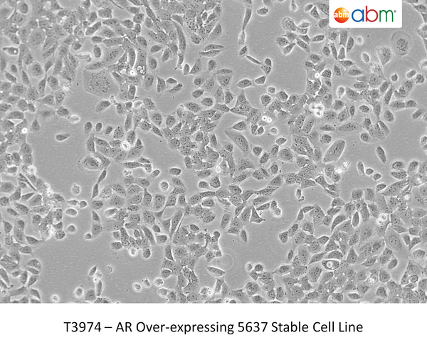 AR Over-expressing 5637 Stable Cell Line | Applied Biological Materials (abm)