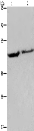 EIF3H Polyclonal Antibody – Figure 1 of 4