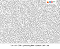 GFP Expressing RM-1 Stable Cell Line | Applied Biological Materials (abm)