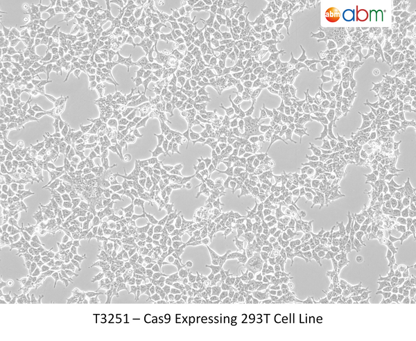 Cas9 Expressing 293T Cell Line | Applied Biological Materials (abm)