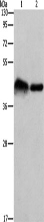 CRELD1 Polyclonal Antibody – Figure 1 of 4