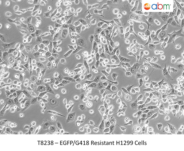 EGFP/G418 Resistant H1299 Cells | Applied Biological Materials (abm)