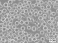 L-138 cell