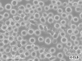 L-138 cell