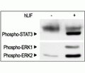 Recombinant human LIF protein