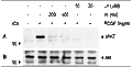 Wortmannin – Figure 1 of 2