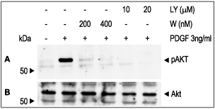 Wortmannin – Figure 1 of 2