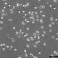 L929 cell