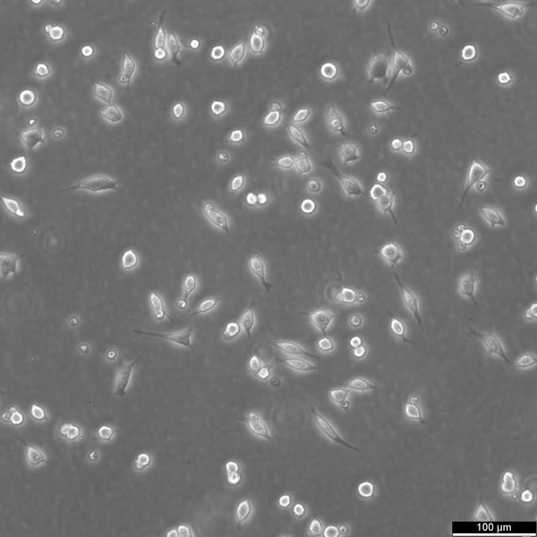 L929 cell