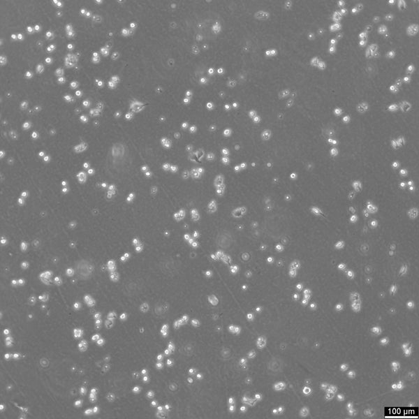 LM/TK(LMTK-) cell