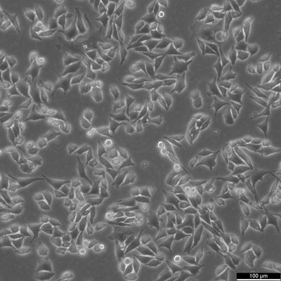 L-WRN cell