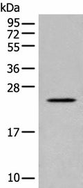 CARD16 Polyclonal Antibody – Figure 1 of 3