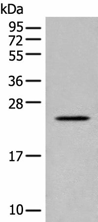 CARD16 Polyclonal Antibody – Figure 1 of 3