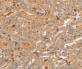 CCL16 Polyclonal Antibody – Figure 1 of 3