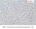 Immortalized Hair Follicle Dermal Papilla Cells - SV40 – Figure 1 of 1