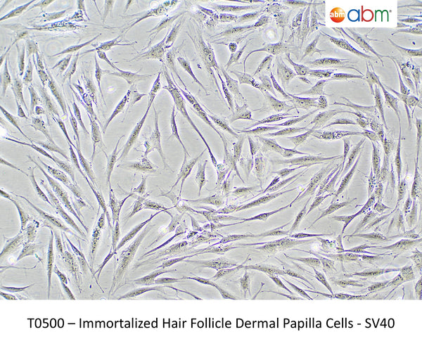 Immortalized Hair Follicle Dermal Papilla Cells - SV40 – Figure 1 of 1