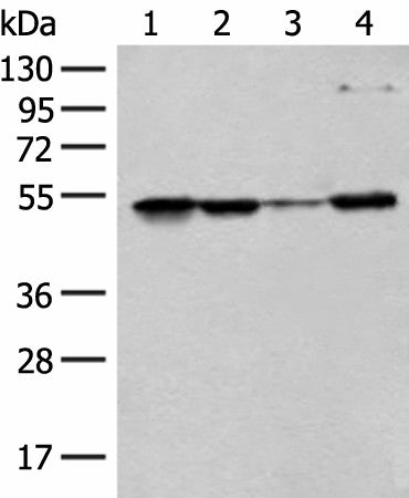 RRP1 Polyclonal Antibody – Figure 1 of 4