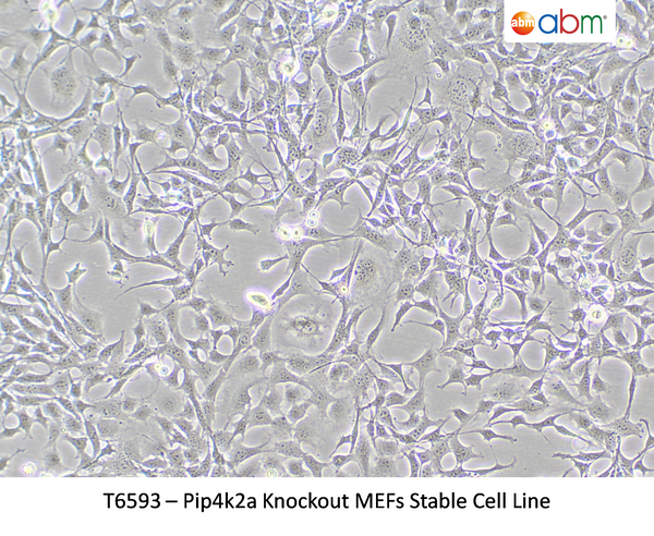 Pip4k2a Knockout MEFs Stable Cell Line – Figure 1 of 1