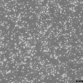 L6565 cell