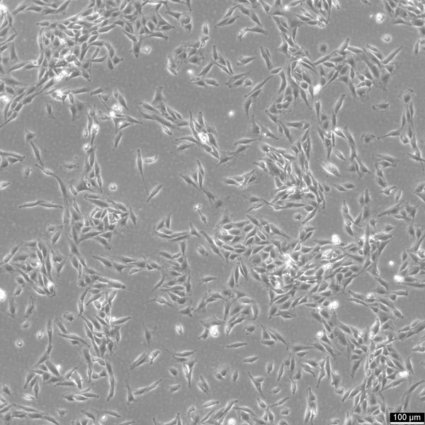 L6 cell