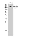 HDAC4 Polyclonal Antibody – Figure 1 of 2