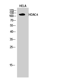 HDAC4 Polyclonal Antibody – Figure 1 of 2