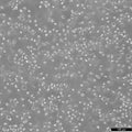 Lama-84 cell